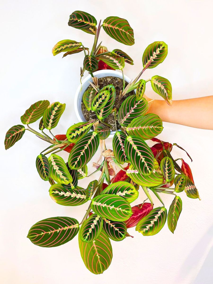 Prayer plant safe for dogs