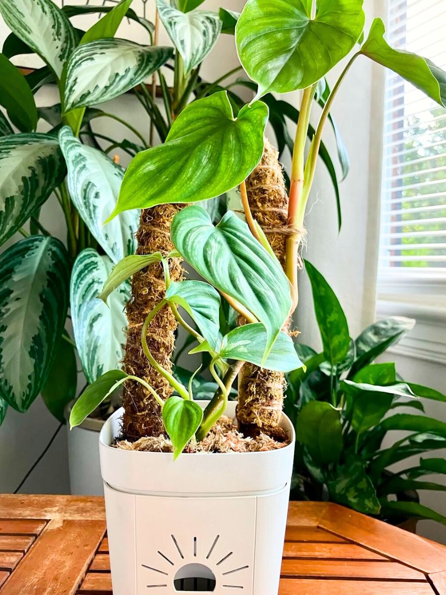 Philodendron plowmanii houseplant