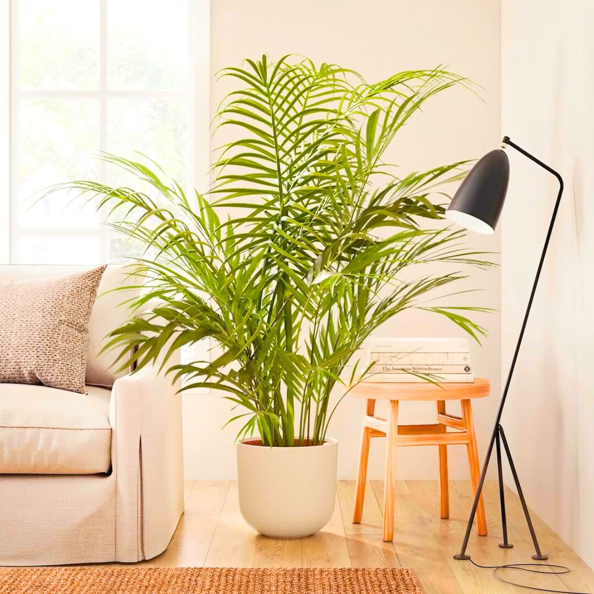 Areca Palm in a living room