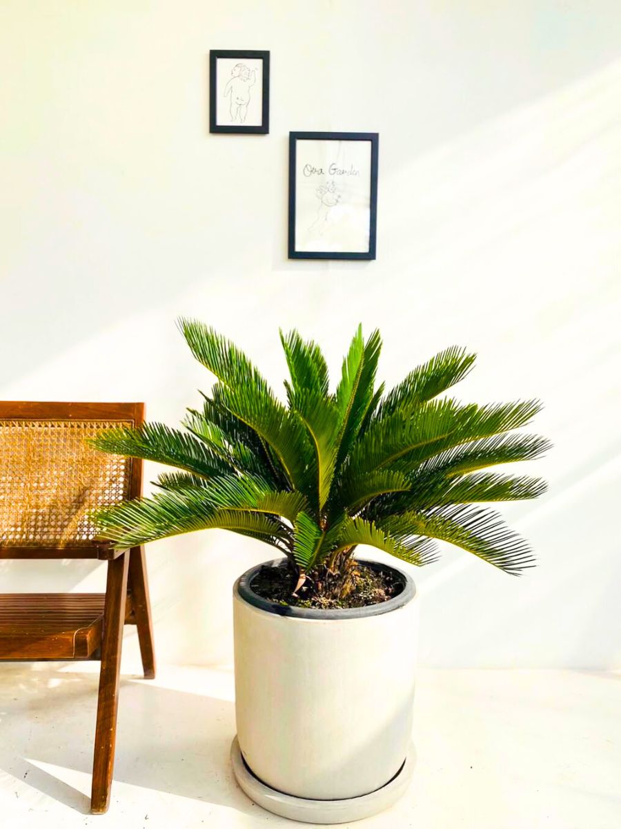 Sago Palm decorating a house interior