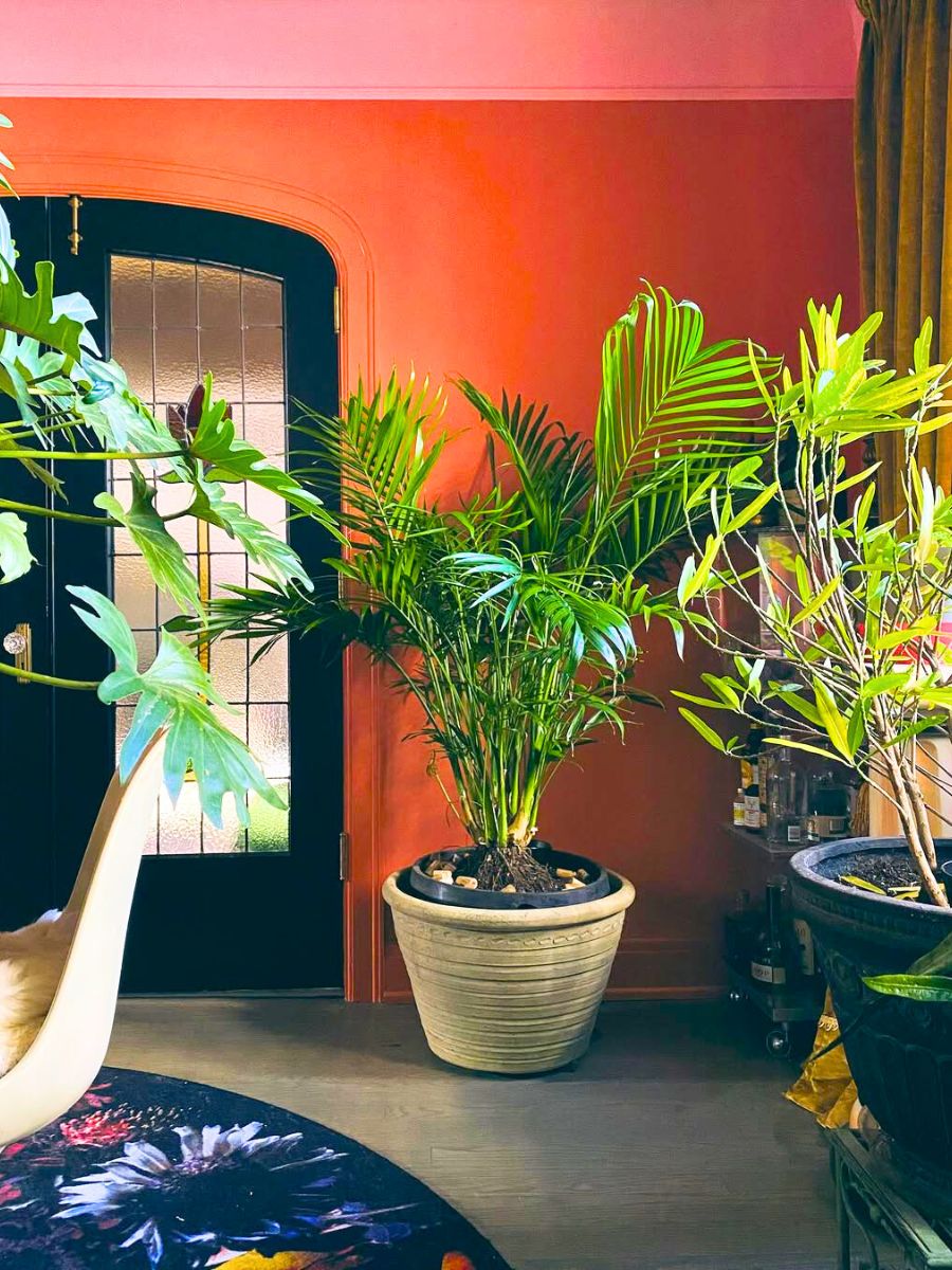 Parlor palm in a colorful interior