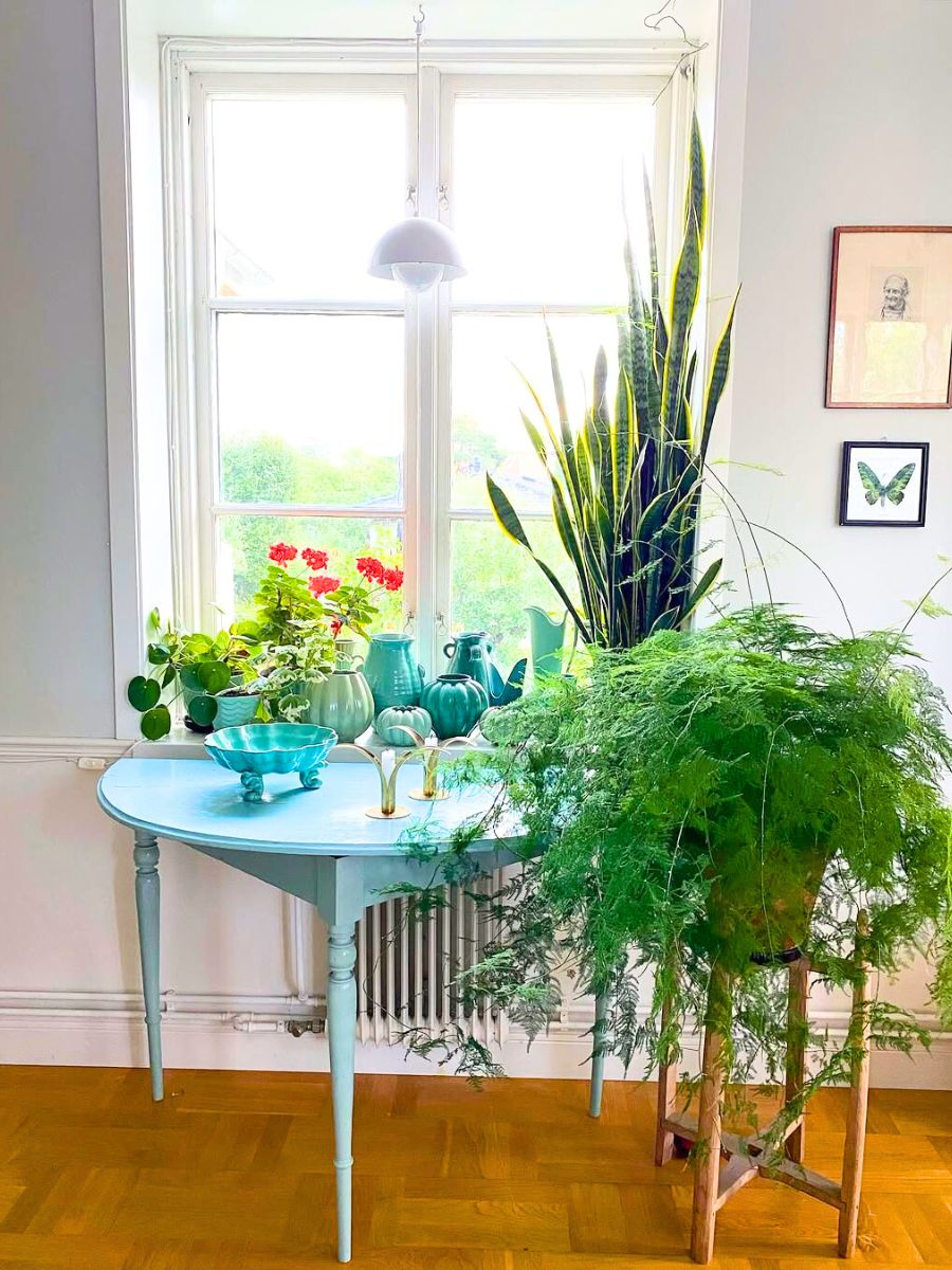 Asparagus fern in the lower right cornter decorating living room