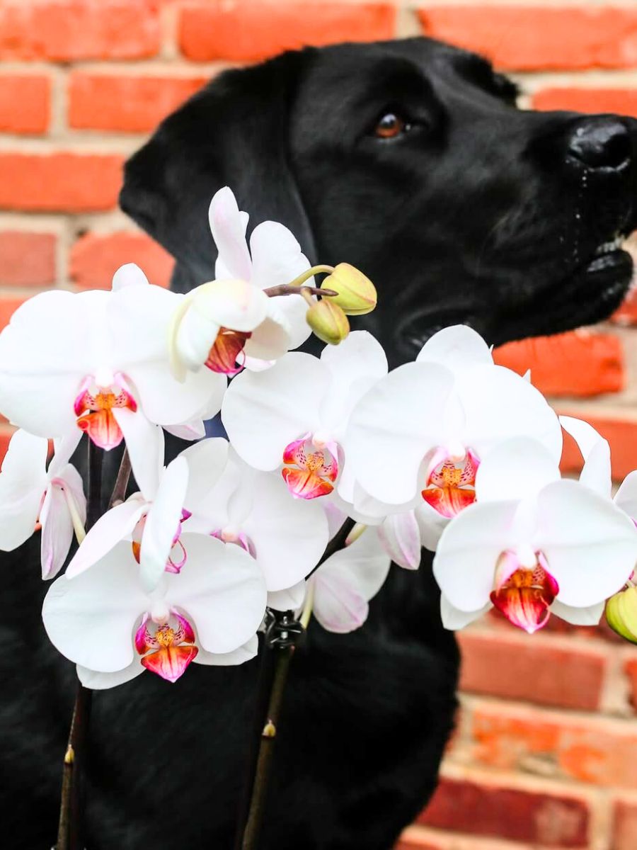 Phalaenopsis with black dog