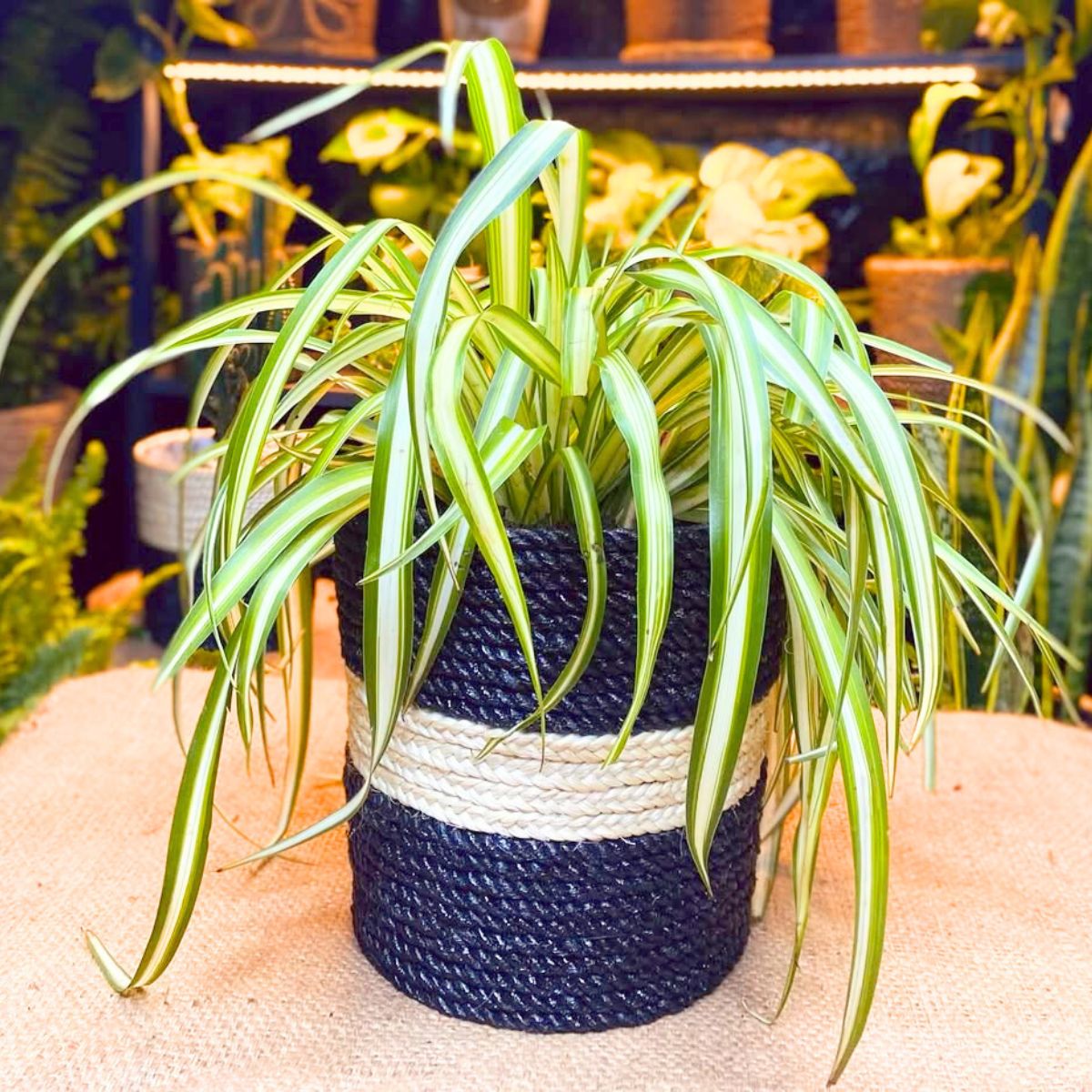 Spider plant great for indoor decor