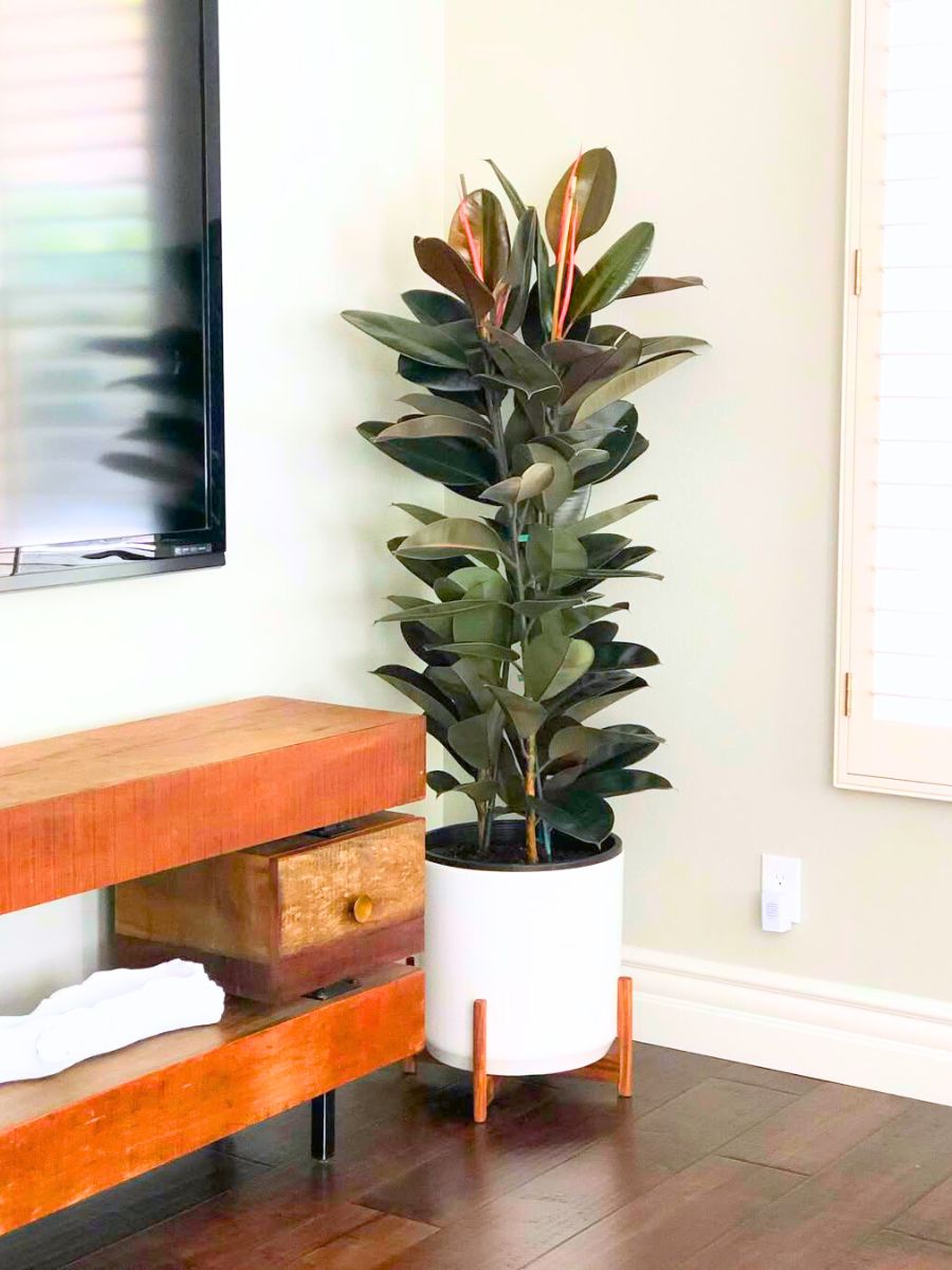 Ficus plant in the corner of a room