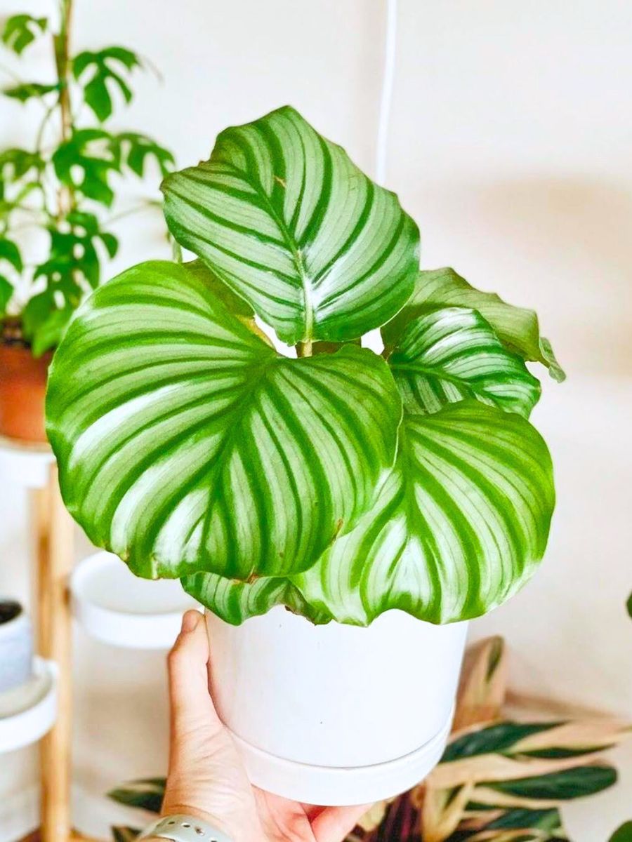 Bright green Calathea orbifolia