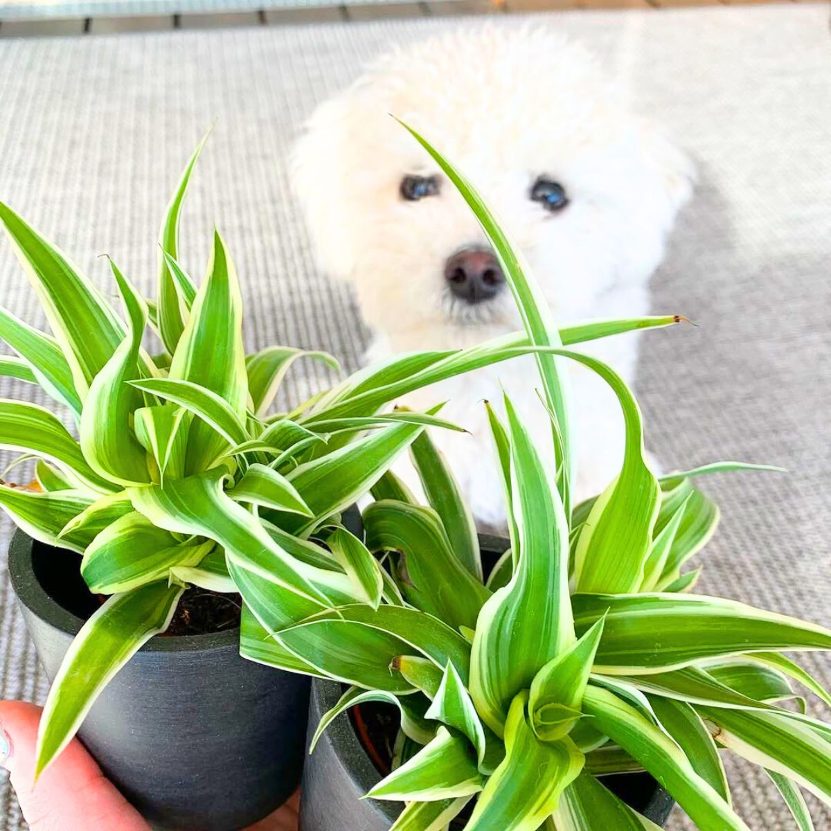 Spider plants safe for dogs