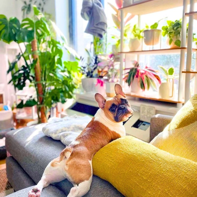 Dog posing with plants