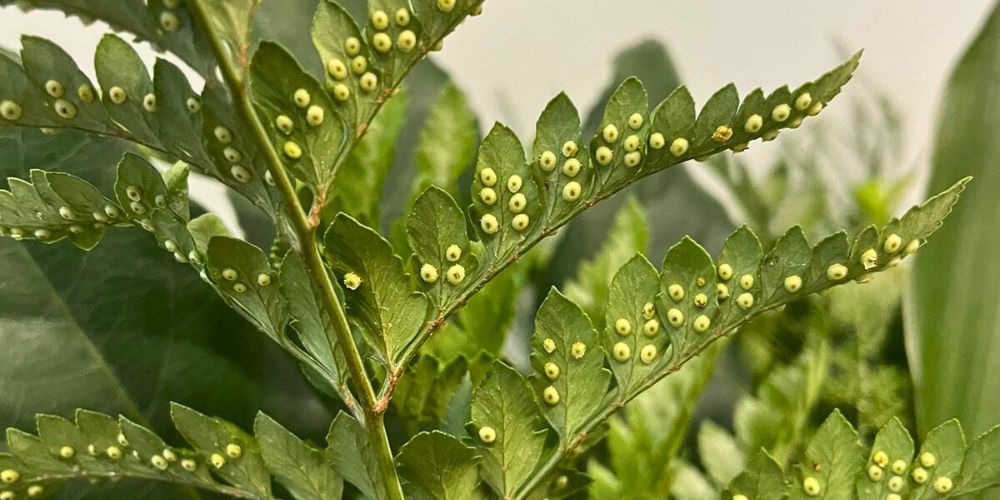 Leatherleaf Spores