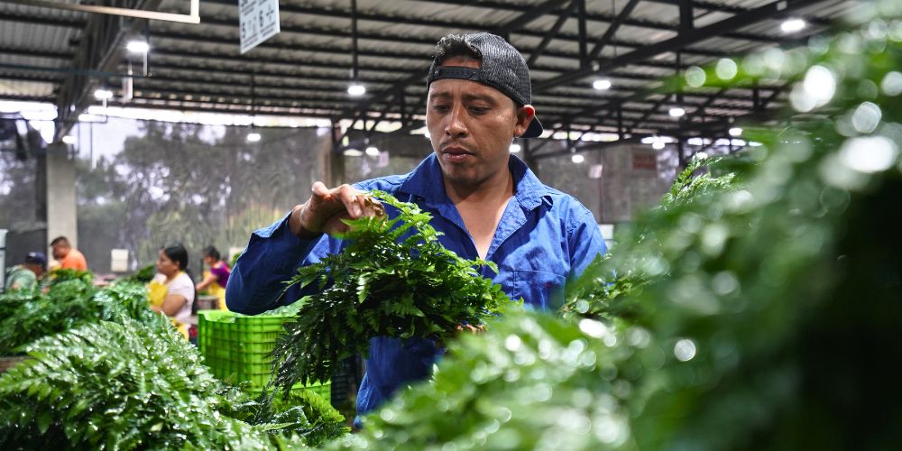 Leatherleaf worker at Tak Global Guatemala