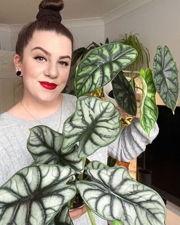 Alocasia Dragon Scale Care (Complete Guide) – Best Art Zone