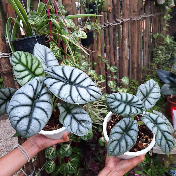 The Alocasia Silver Dragon is a Little Gem Among Tropical Plants Terrarium Plant