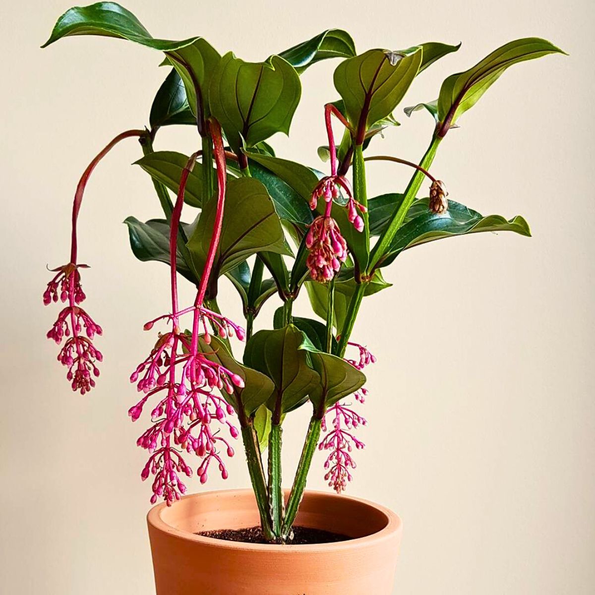 Medinilla Magnifica plant, a stunning tropical houseplant