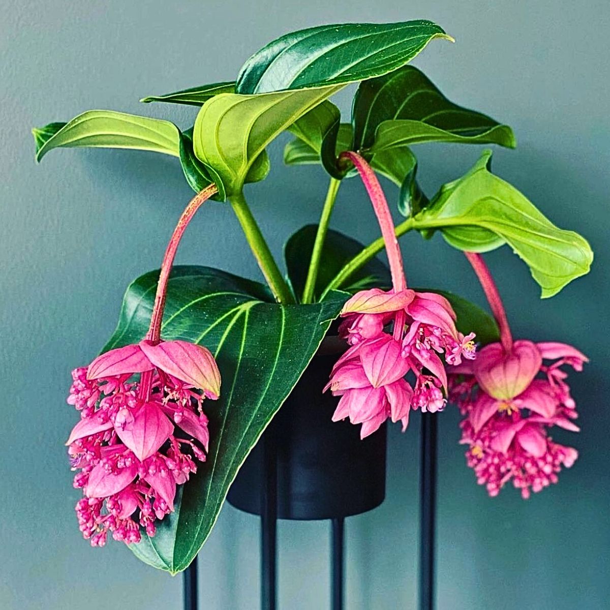 Medinilla magnifica plant, a stunning tropical houseplant 