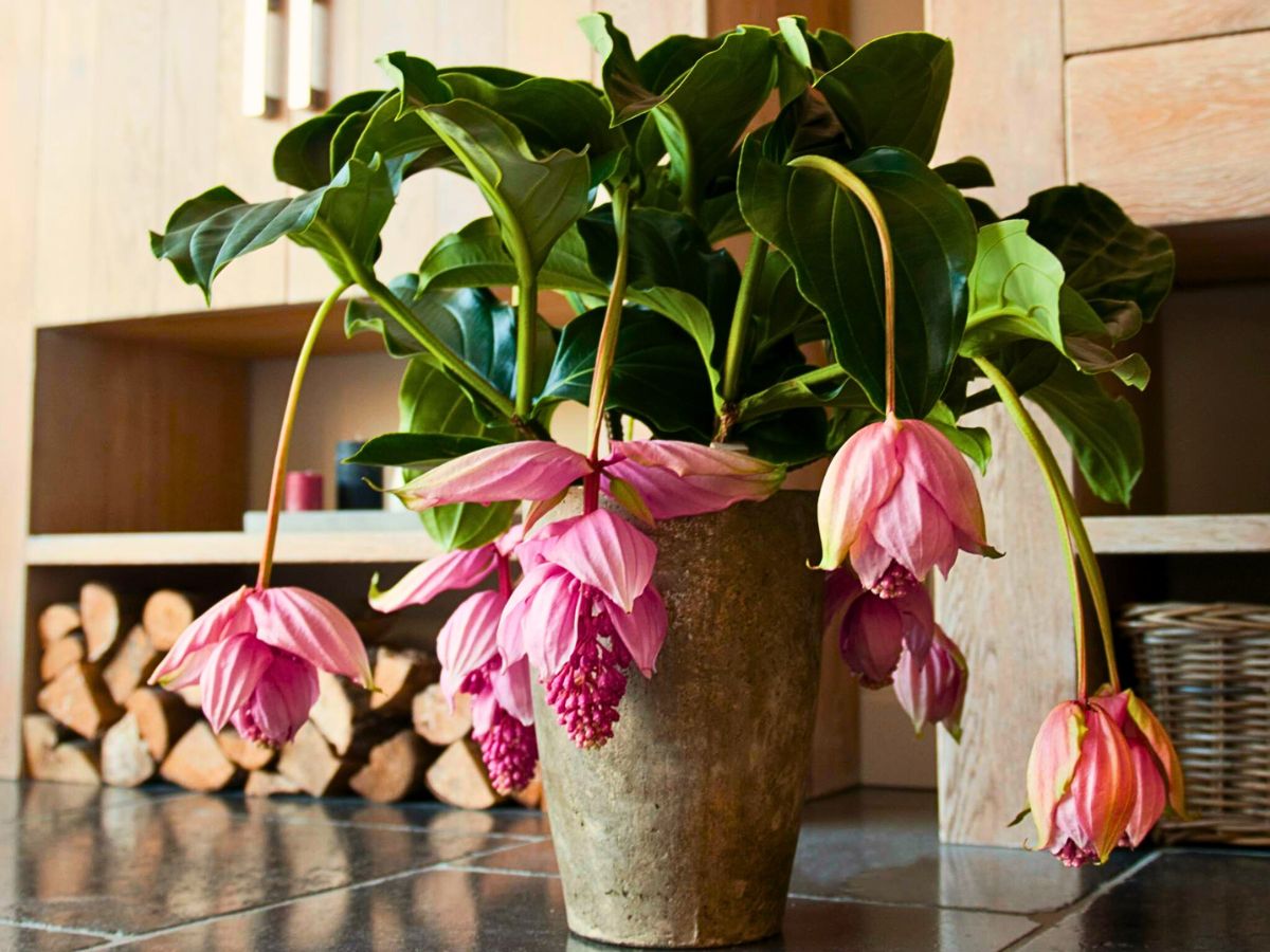 Medinilla magnifica plant, a stunning tropical houseplant 