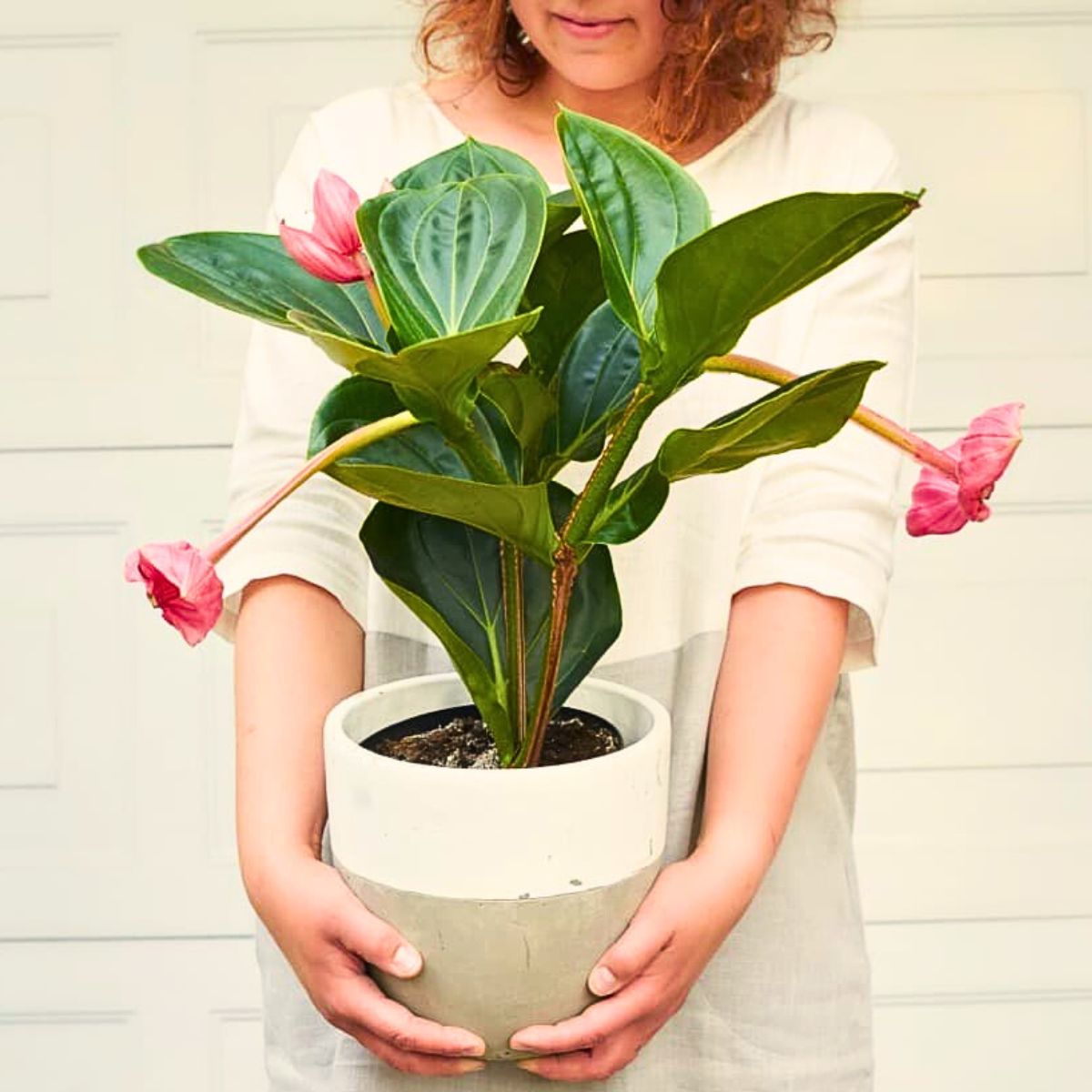 Medinilla magnifica plant, a stunning tropical houseplant