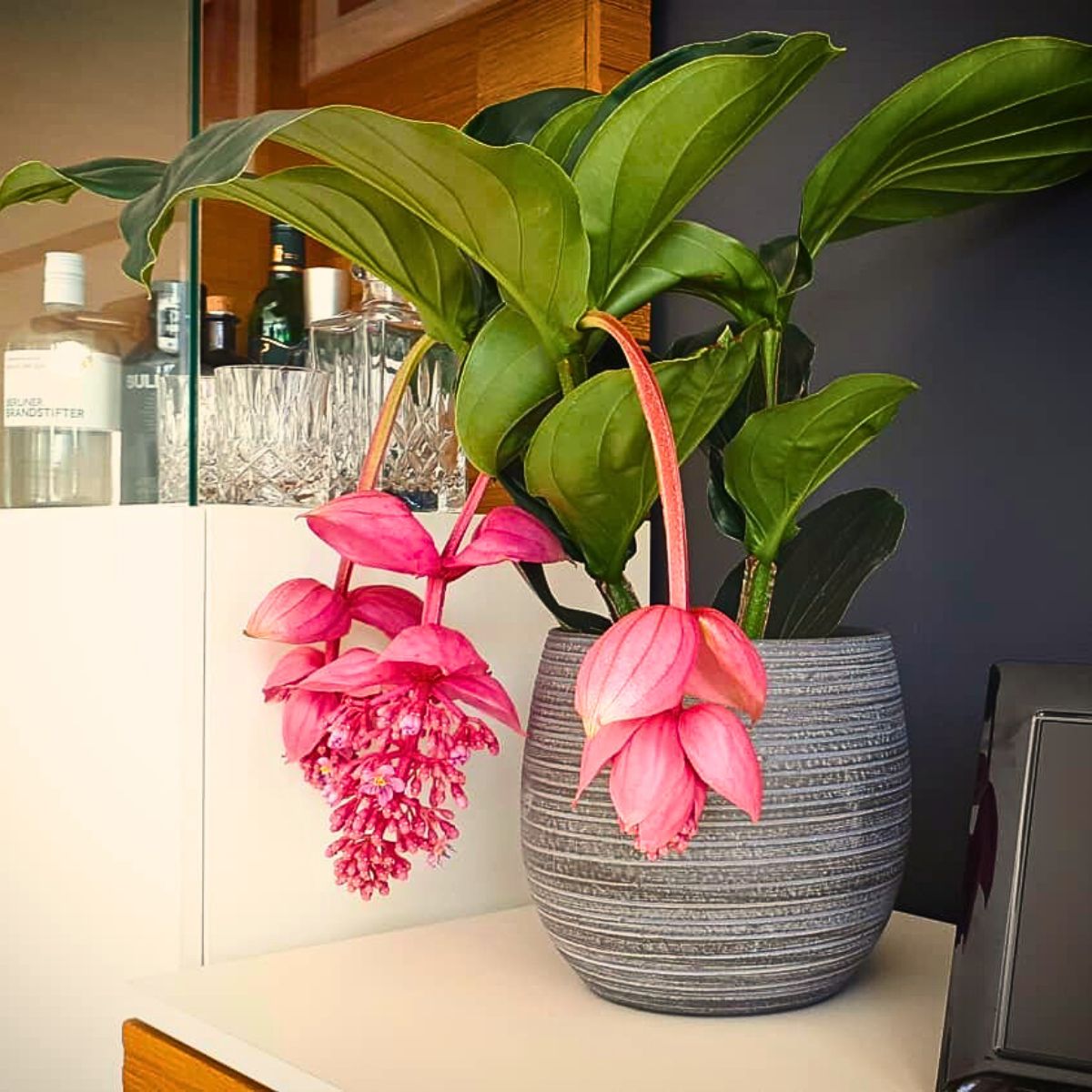 Medinilla magnifica plant, a stunning tropical houseplant 