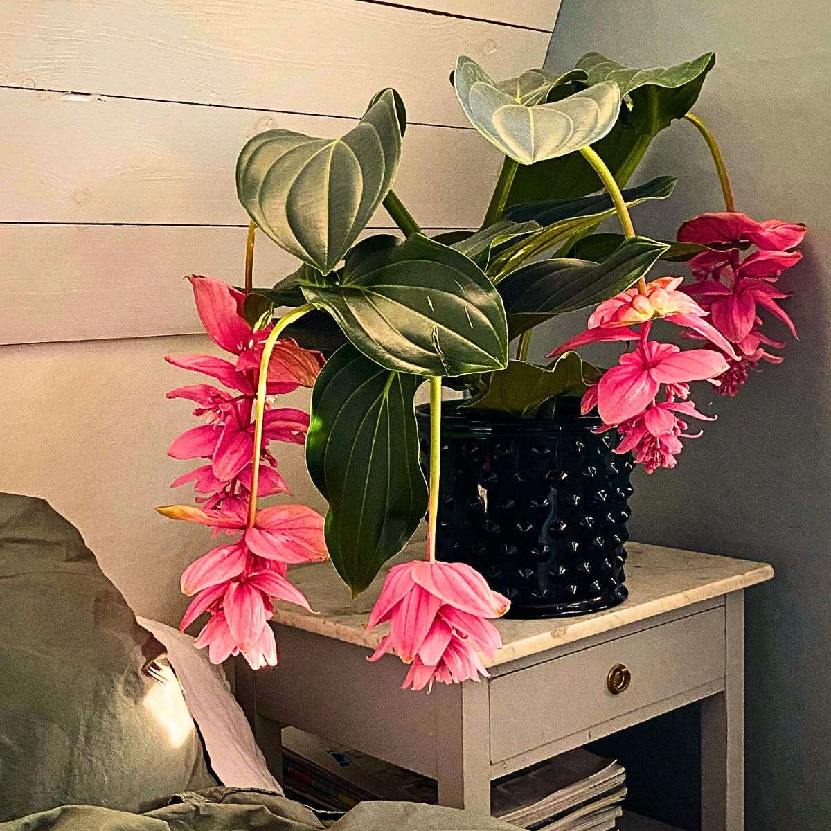 Medinilla magnifica plant, a stunning tropical houseplant