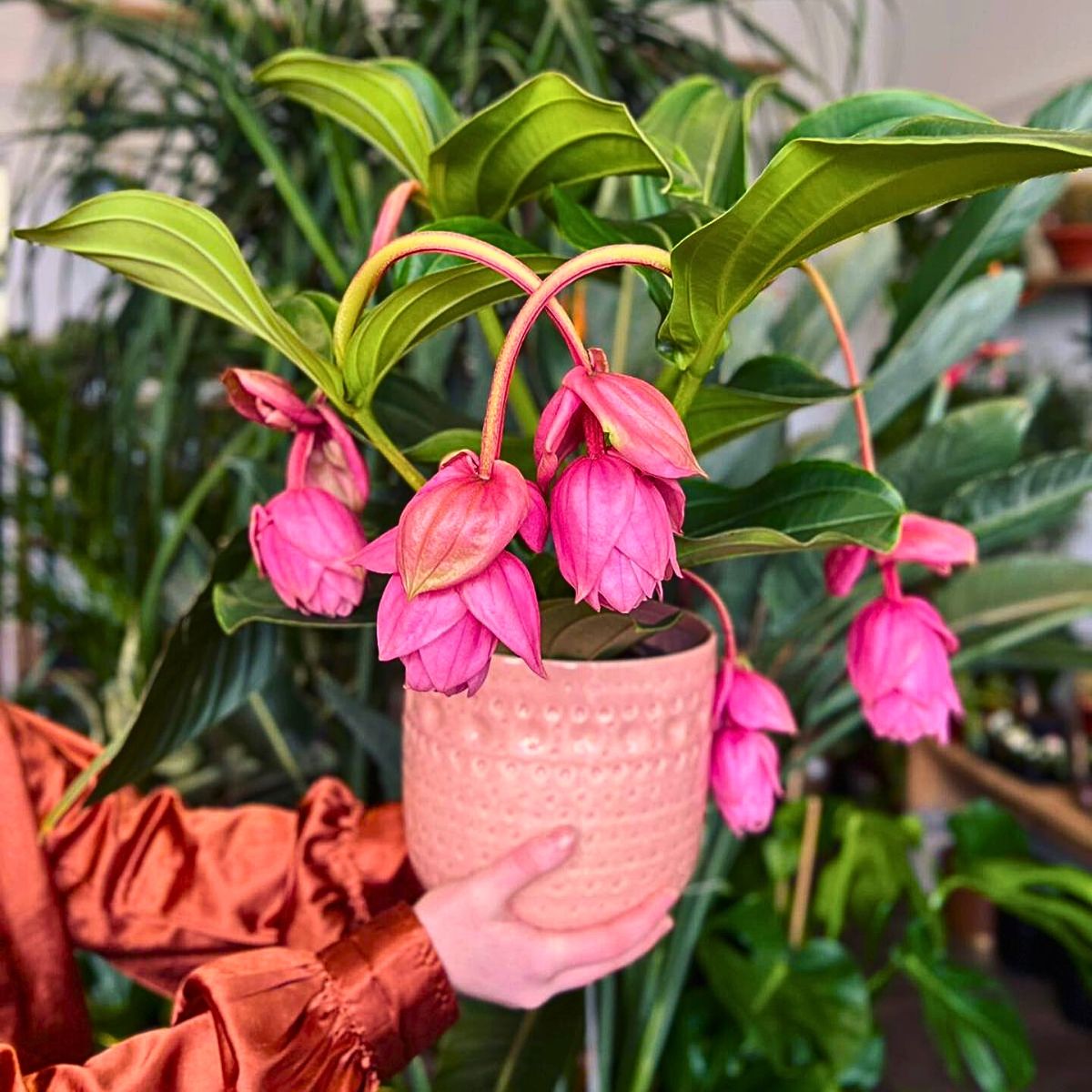 Medinilla magnifica plant, a stunning tropical houseplant 