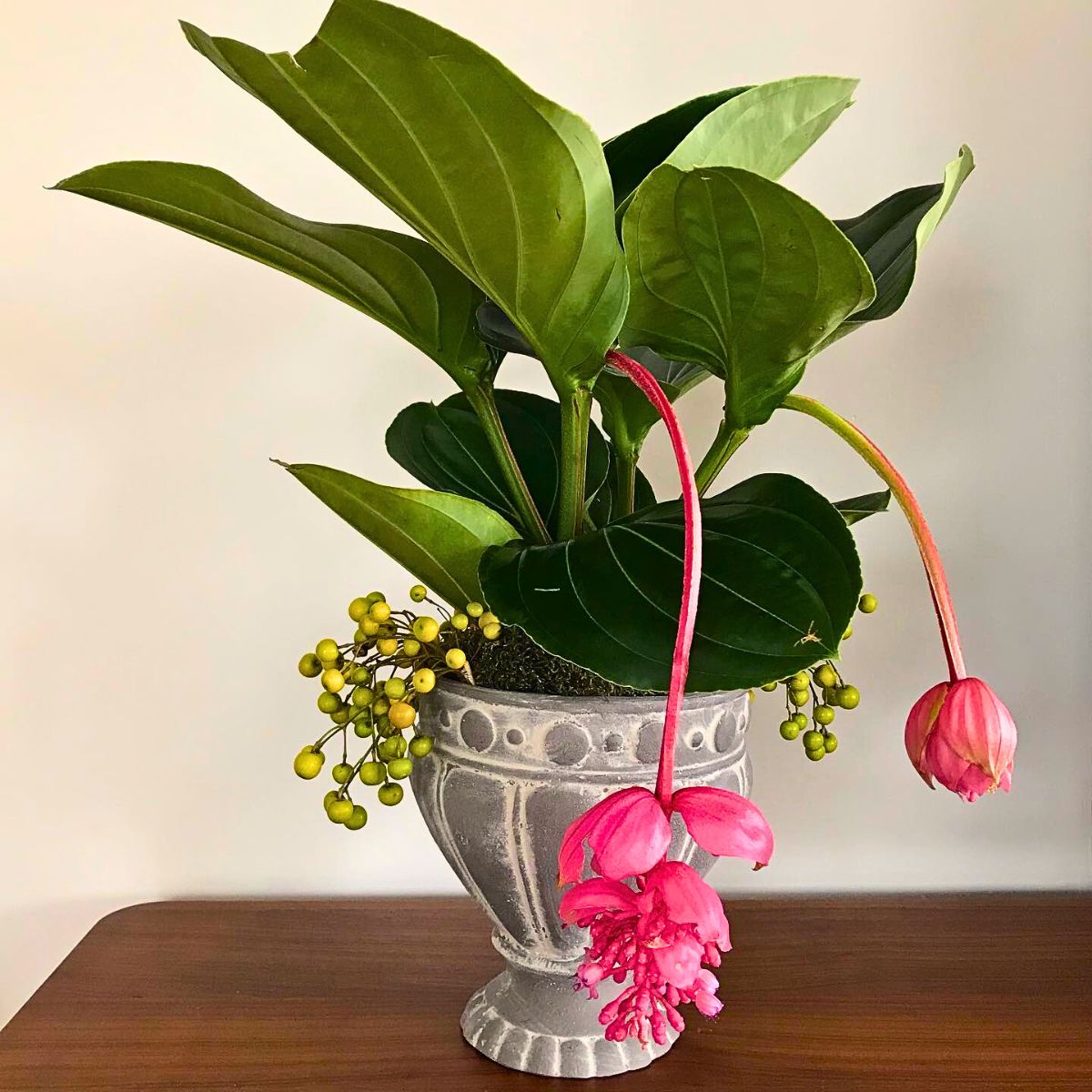 Medinilla magnifica plant, a stunning tropical houseplant 