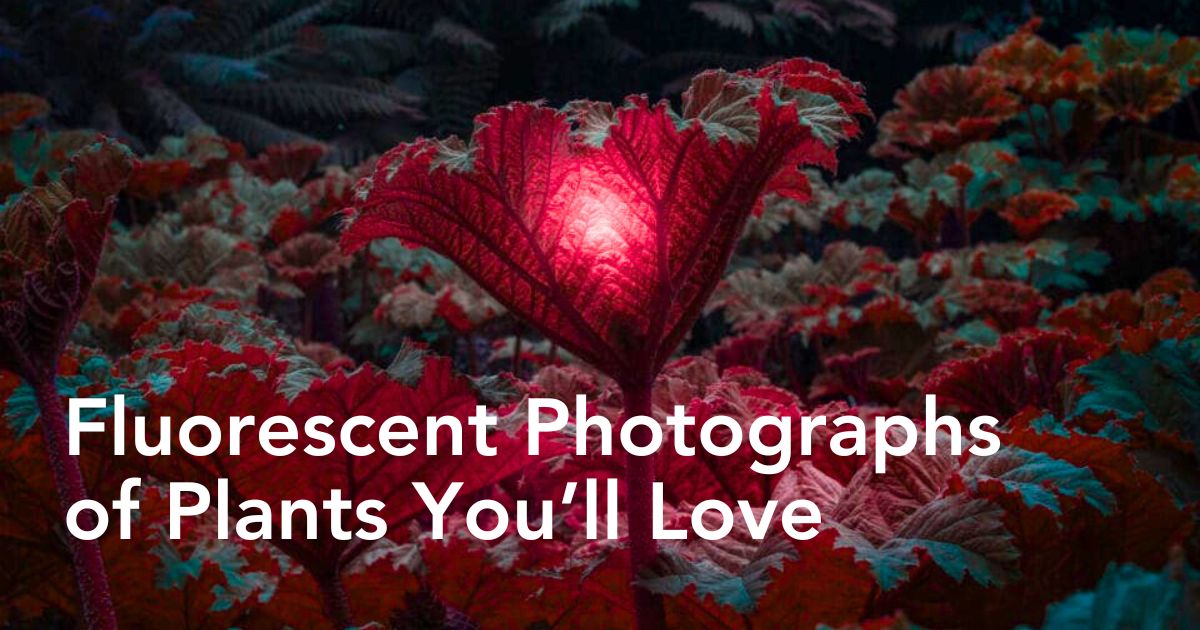 Fluorescent photographs