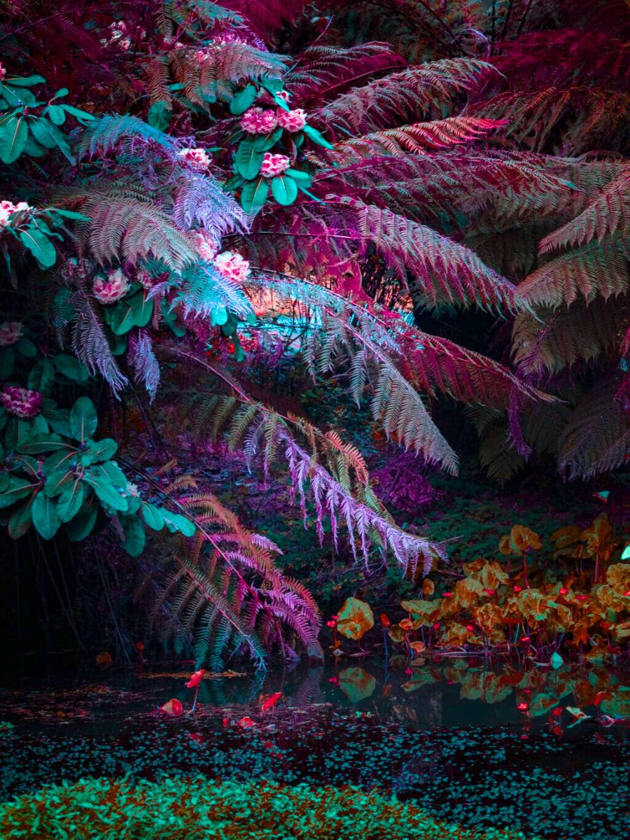 Leighton fluorescent photographs of plants