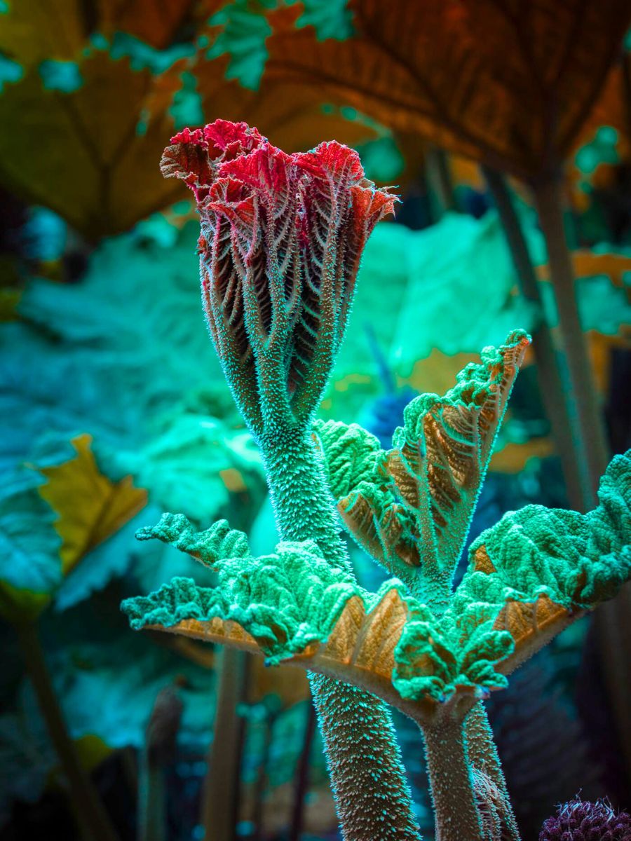 Red and green fluorescent colors captured by Tom Leighton