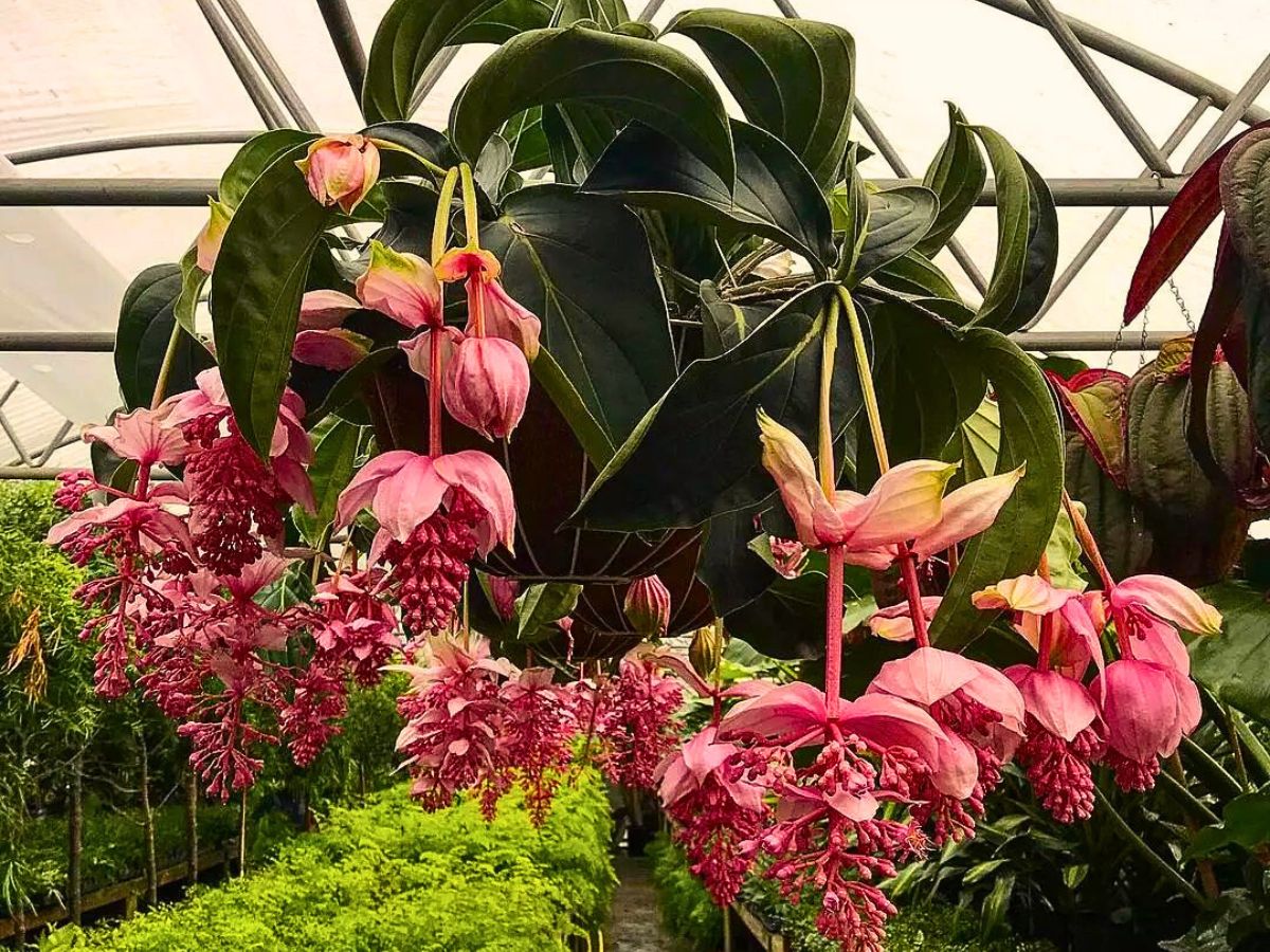 Medinilla magnifica plant, a stunning tropical houseplant 