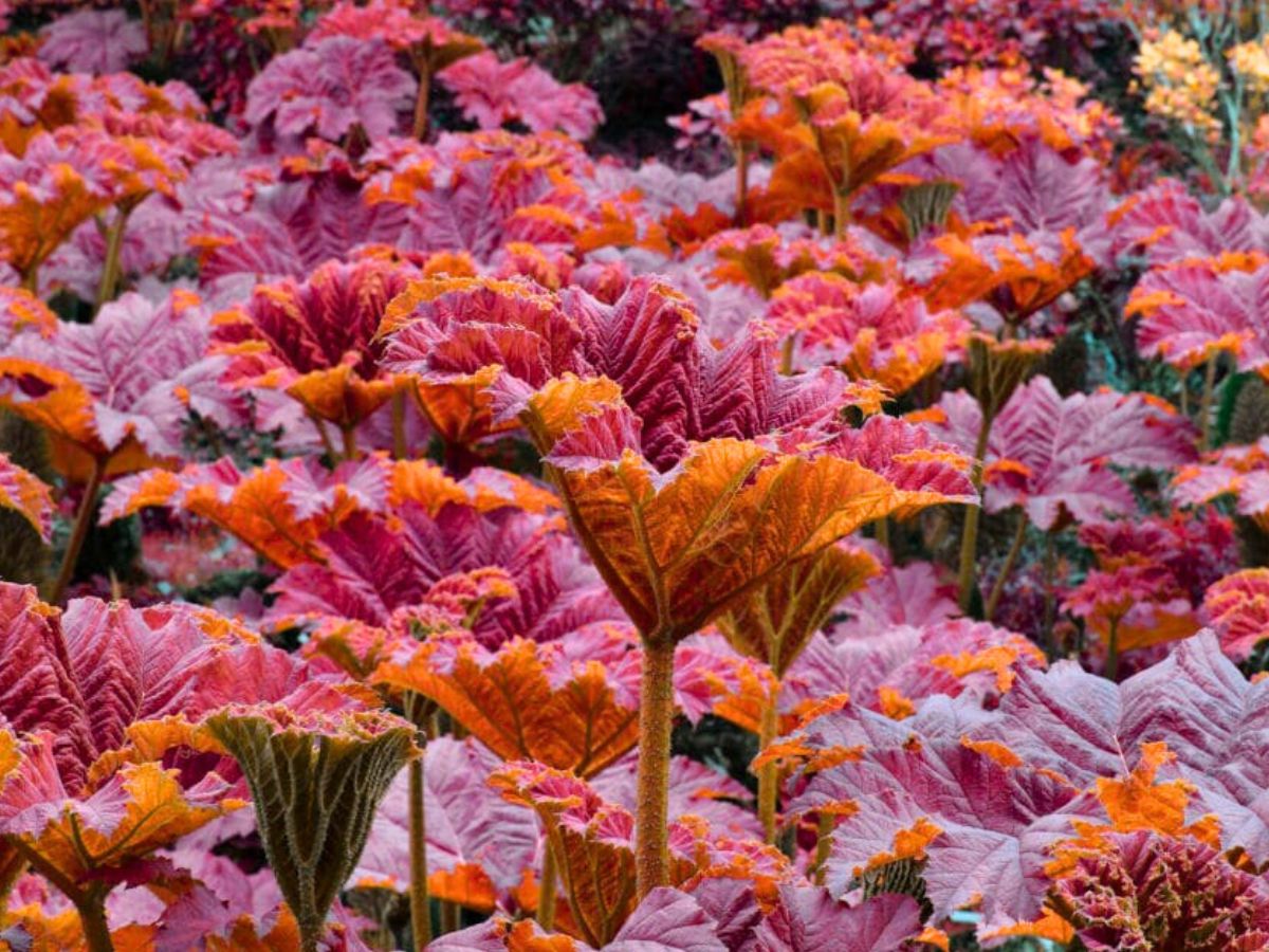 Fluorescence in tones of pink and orange by Tom Leighton