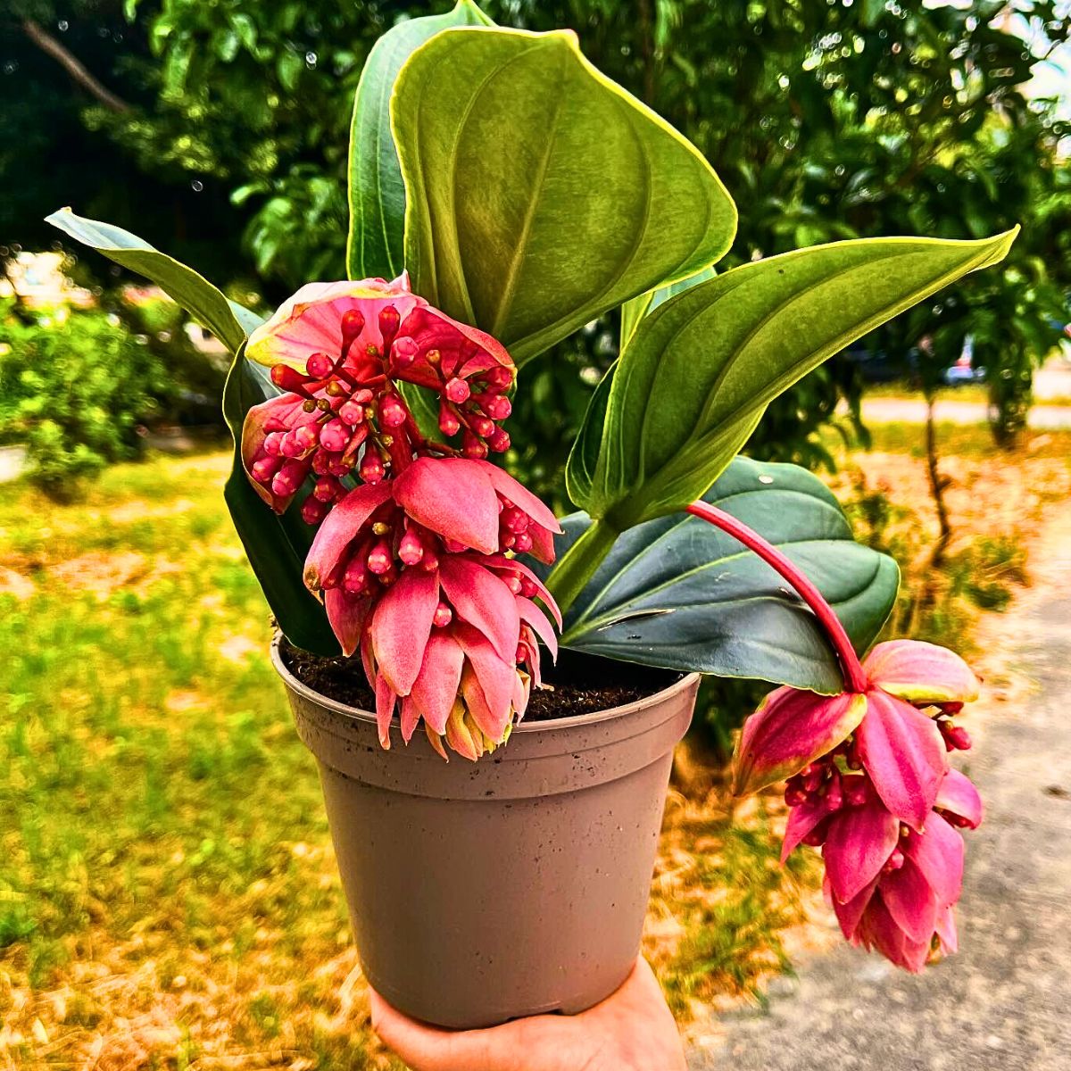 Medinilla magnifica plant, a stunning tropical houseplant 