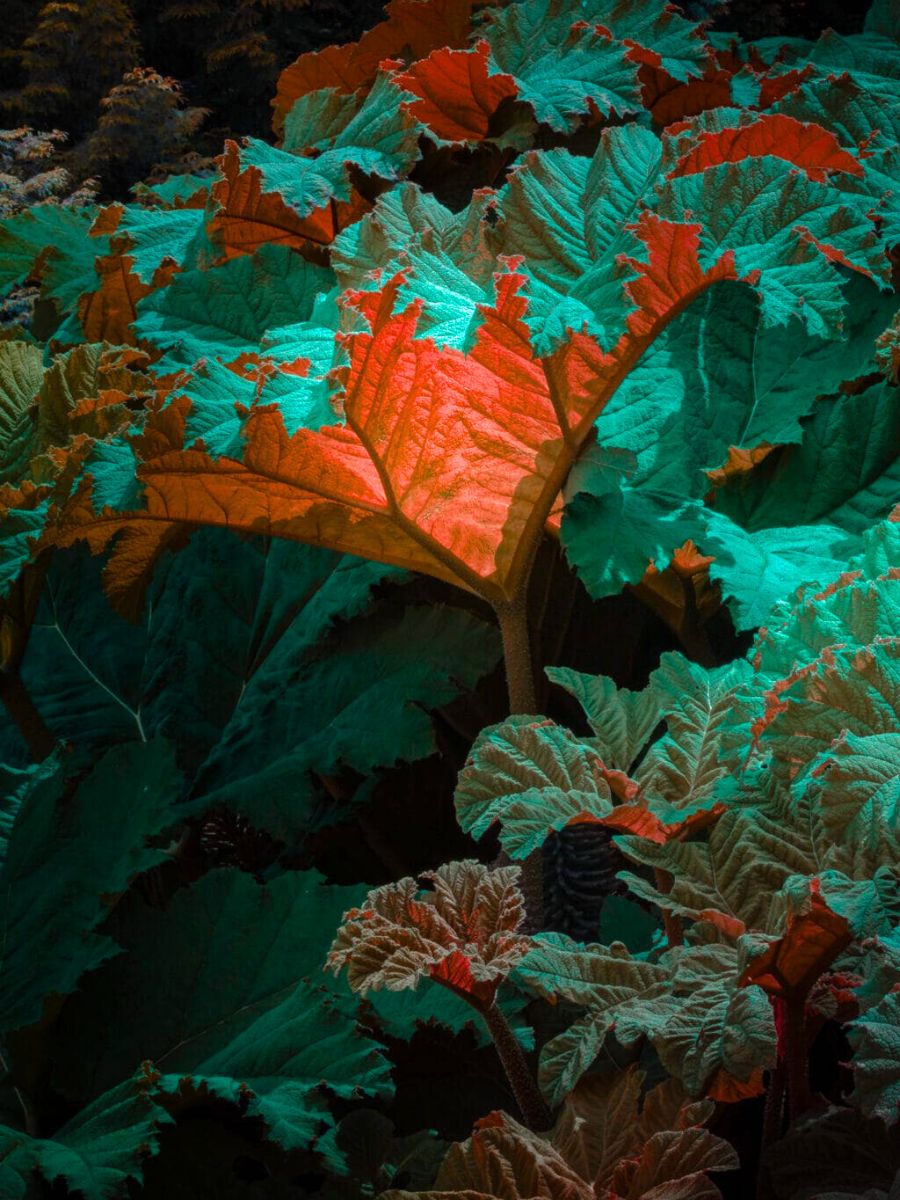 Shadowy fluorescence in plants by Tom