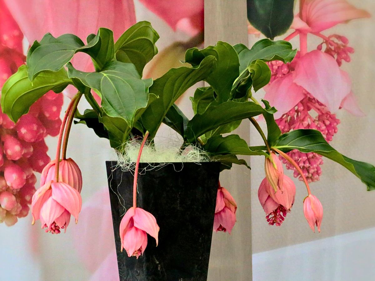 Medinilla magnifica plant, a stunning tropical houseplant 