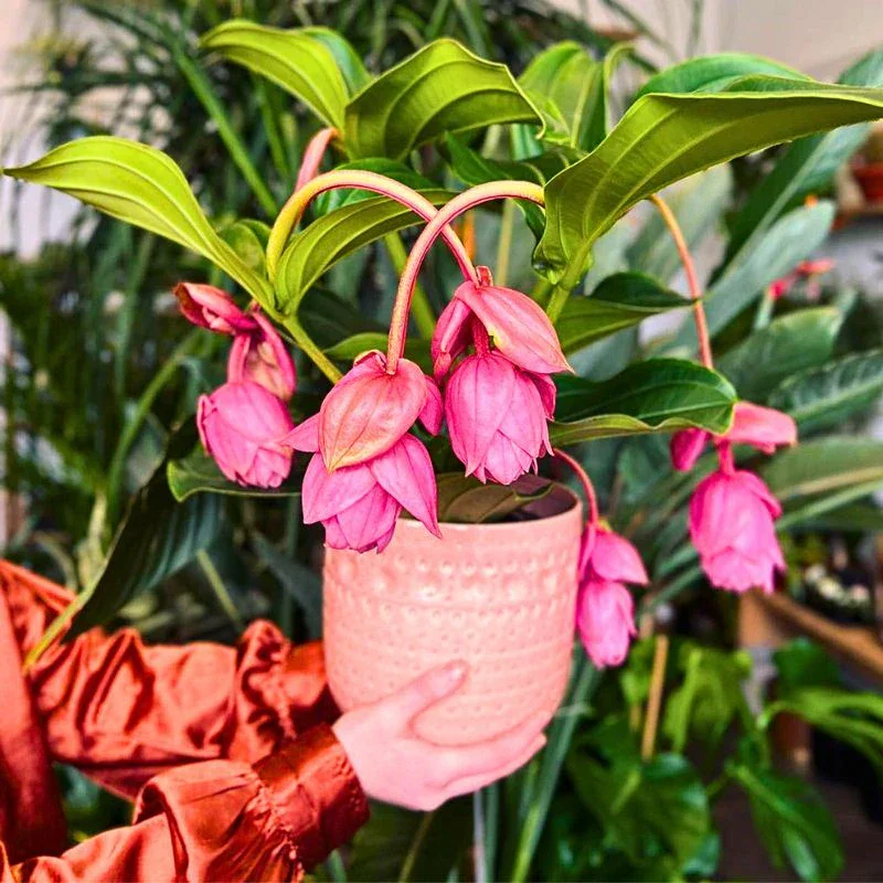 Medinilla Magnifica Plant, a Stunning Tropical Houseplant With Showy, Flamboyant Flowers