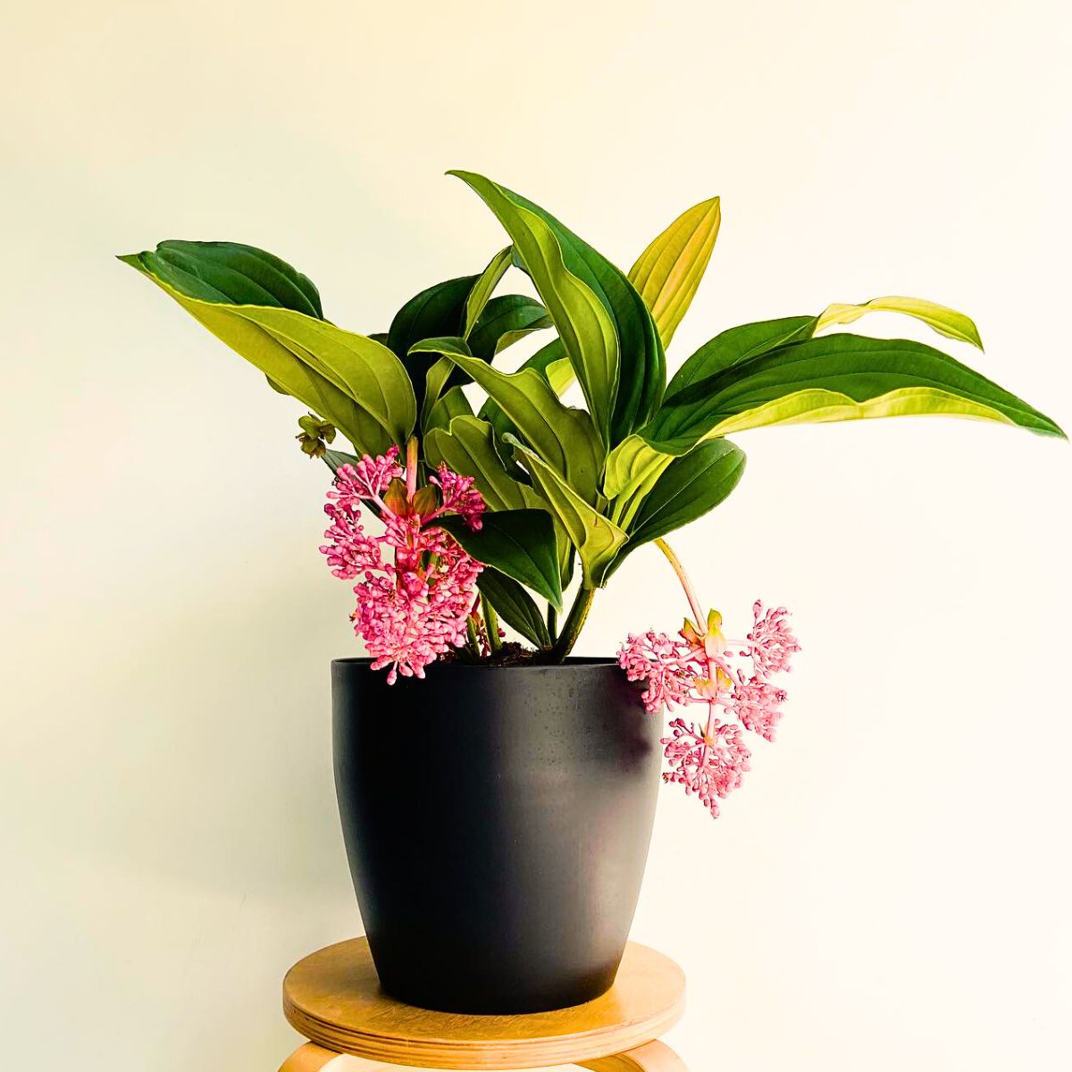 Medinilla magnifica plant, a stunning tropical houseplant