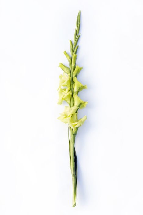 9 classic summer flowers - funnyhowflowersdothat - gladiolus - on Thursd