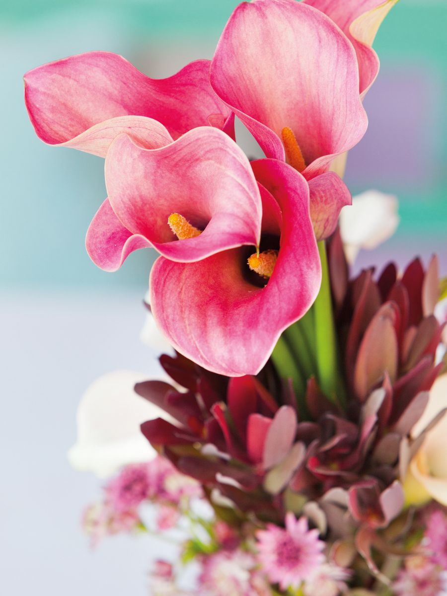 Light pink calla lilies for Valentines Day