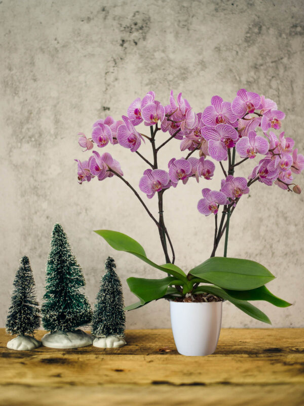 Floricultura Tips the Best Phalaenopsis for a Fabulous Christmas - Phalaenopsis Heroes