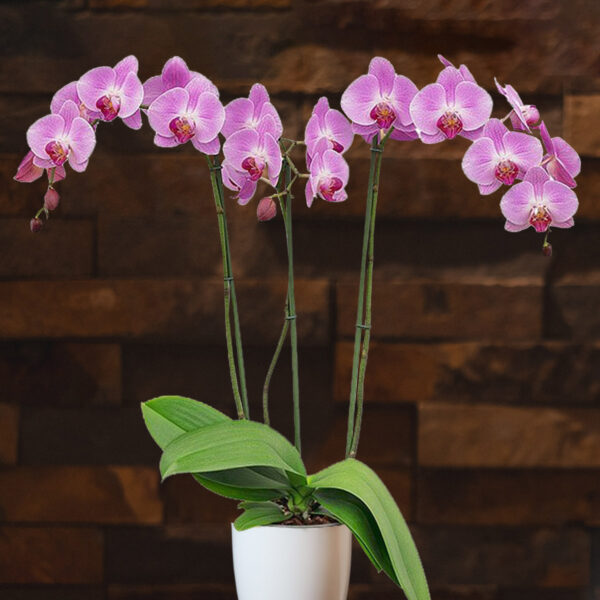 Floricultura Tips the Best Phalaenopsis for a Fabulous Christmas - Phalaenopsis Pure Love