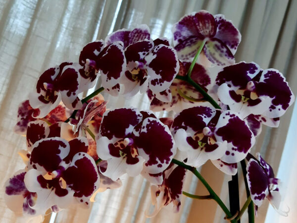 Floricultura Tips the Best Phalaenopsis for a Fabulous Christmas - Phalaenopsis Untold Stories