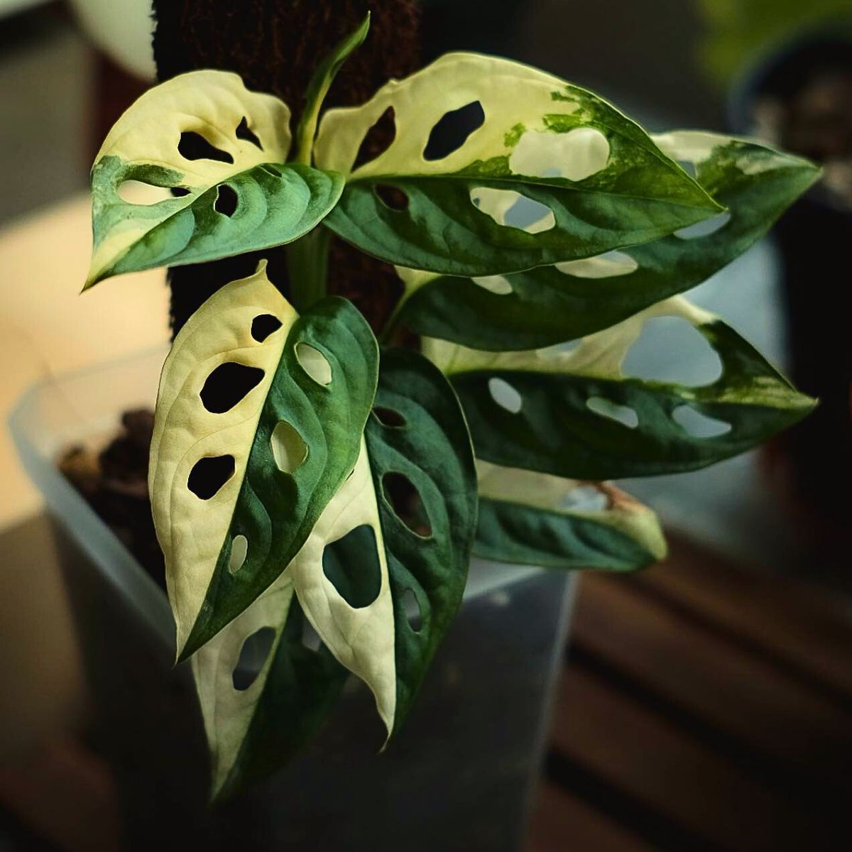 Rare and Expensive Houseplants the New Interior Design Objects