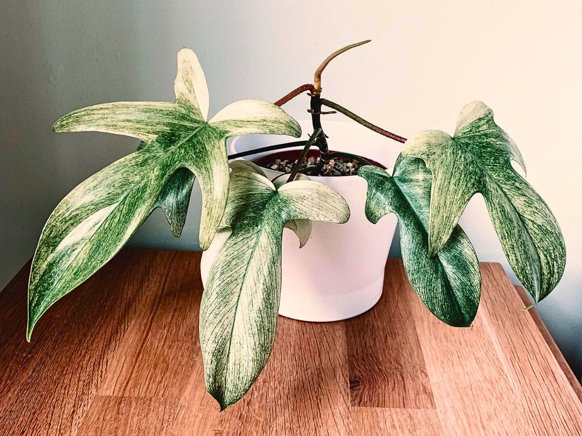 Rare and Expensive Houseplants the New Interior Design Objects