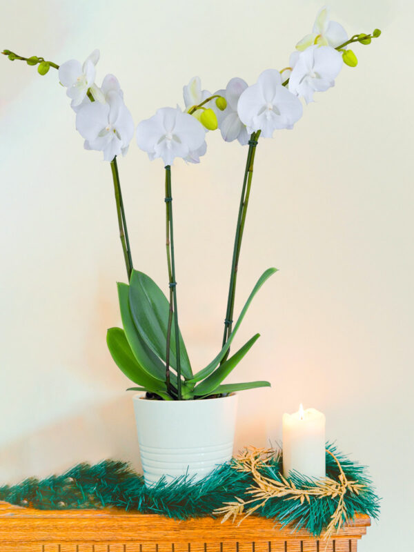 Floricultura Tips the Best Phalaenopsis for a Fabulous Christmas - Phalaenopsis Ice Whisper
