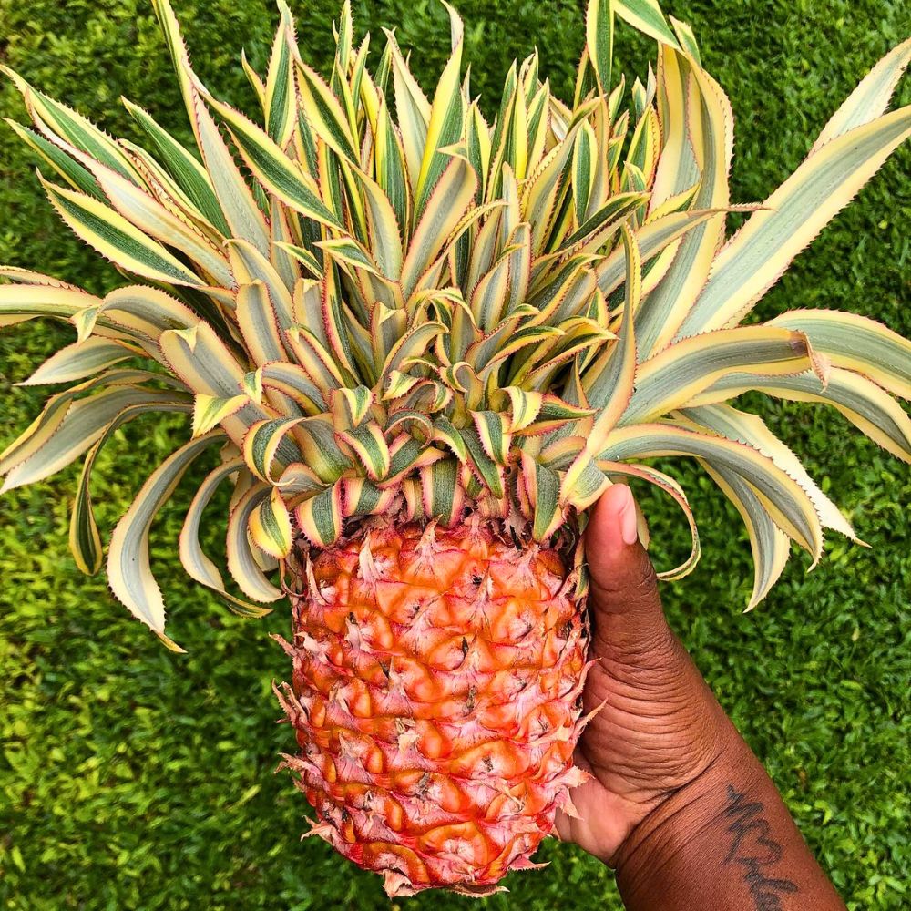 The Stunning Display of the Pineapple Plant