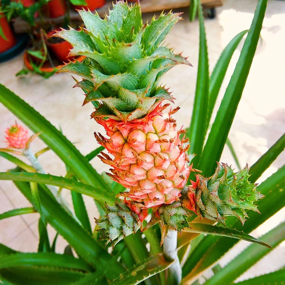 Stunning Display of the Pineapple Plant