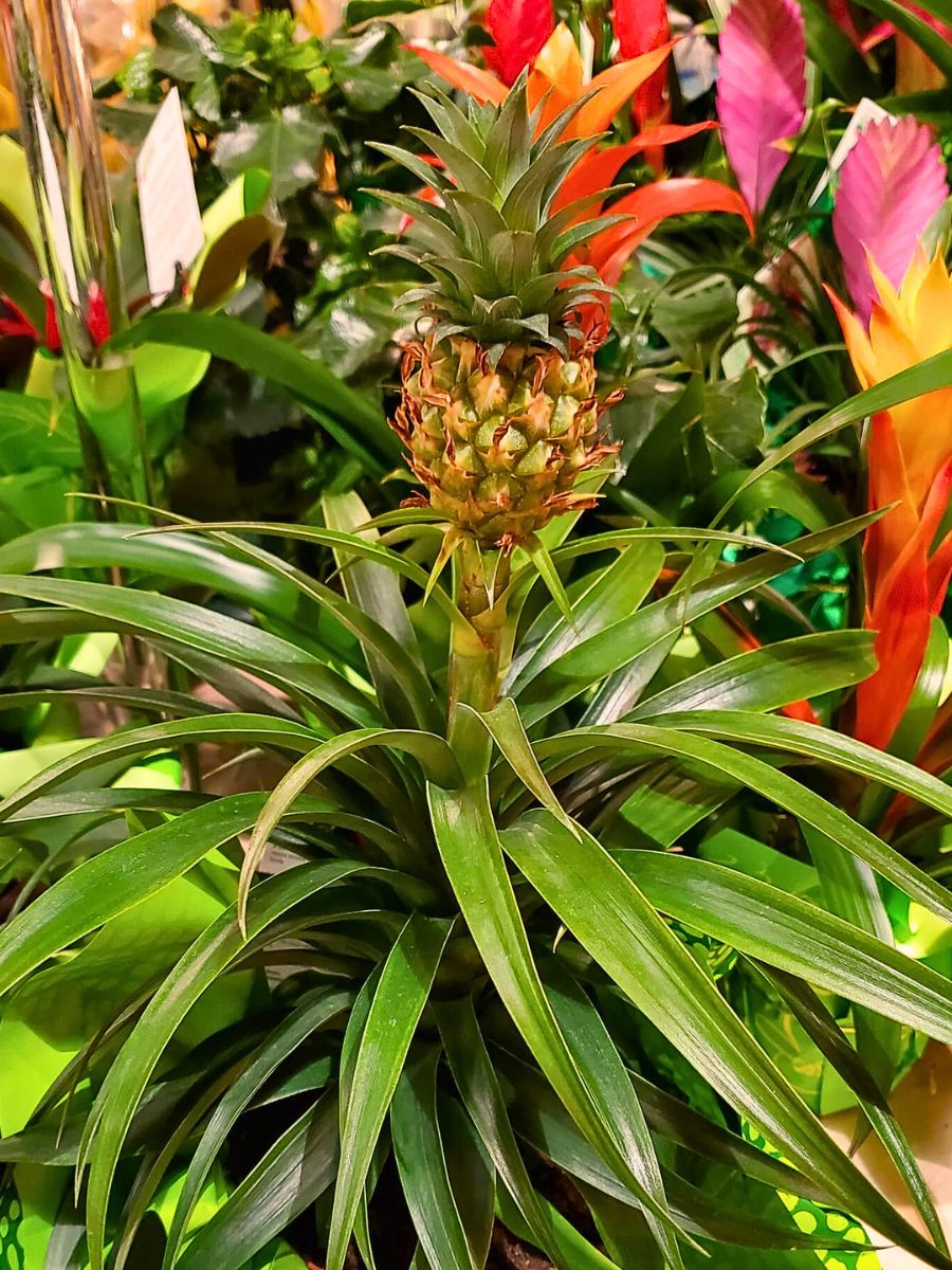 The Stunning Display of the Pineapple Plant