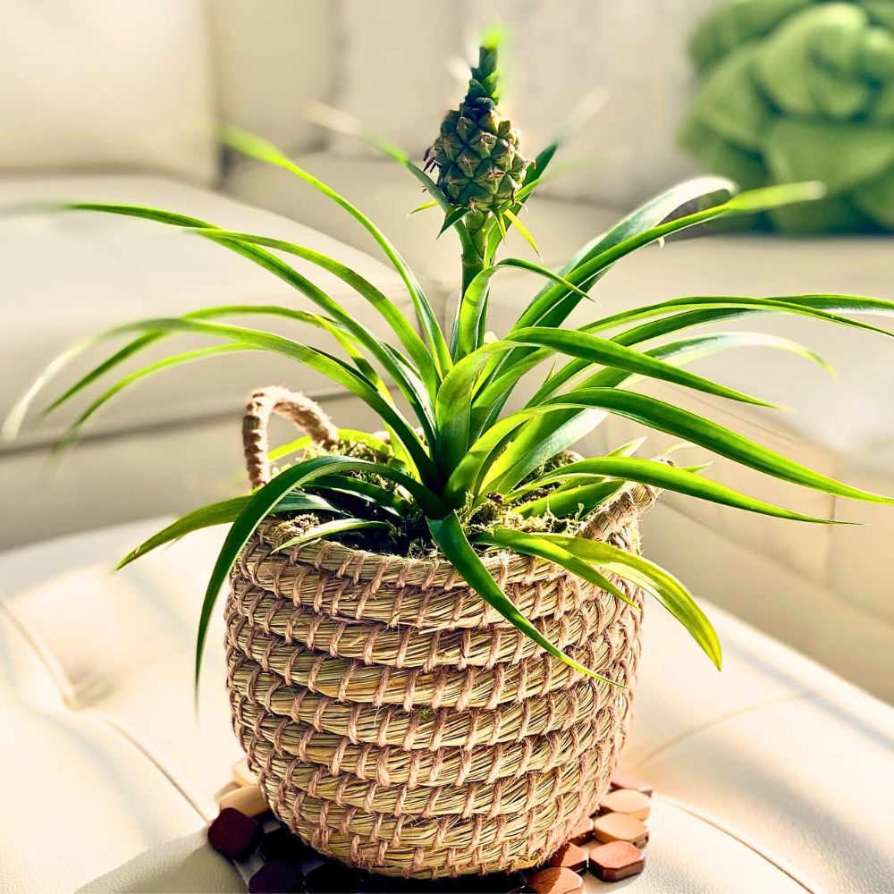 The Stunning Display of the Pineapple Plant