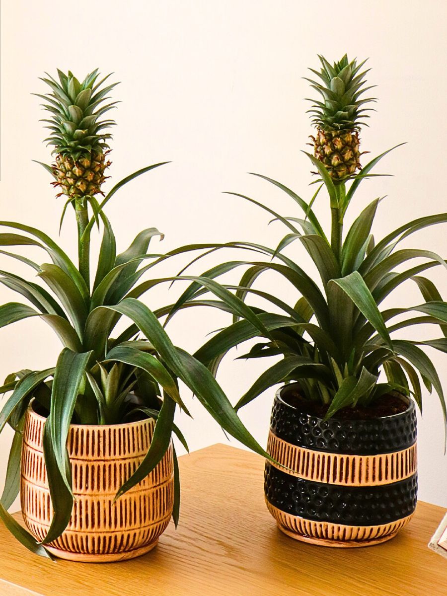 The Stunning Display of the Pineapple Plant