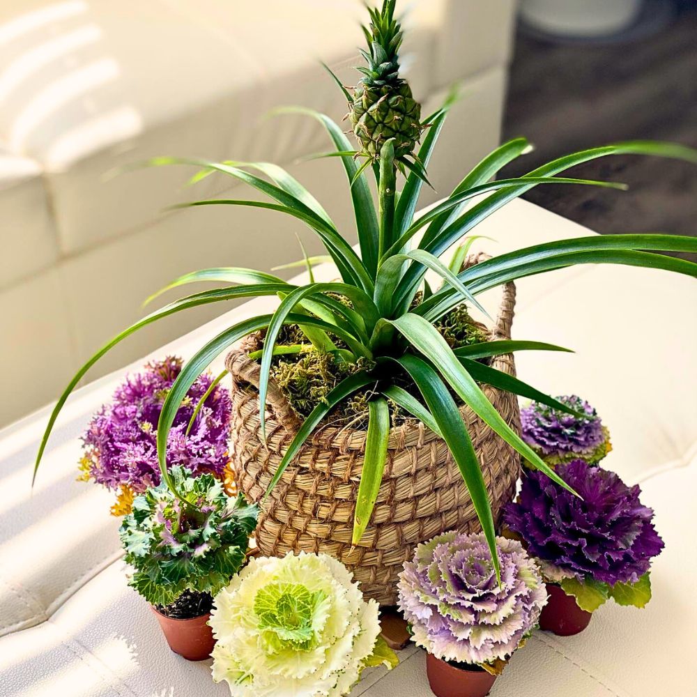 The Stunning Display of the Pineapple Plant