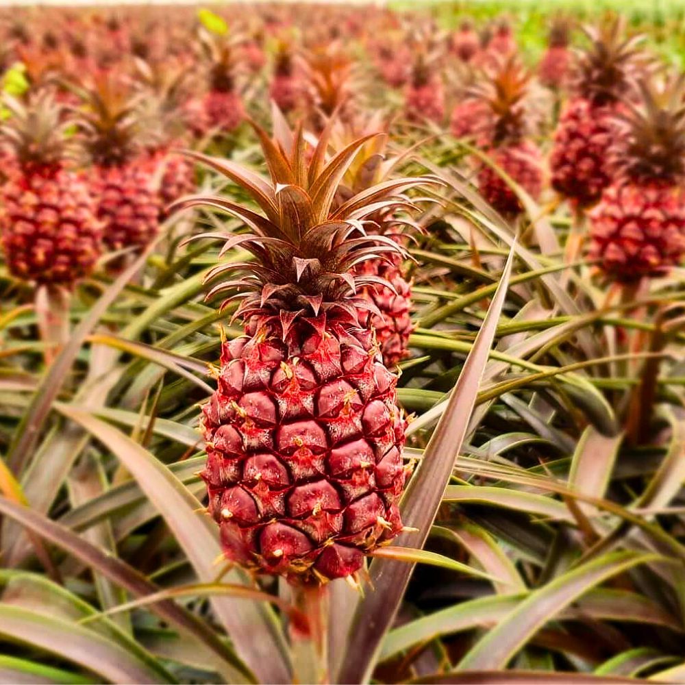 The Stunning Display of the Pineapple Plant