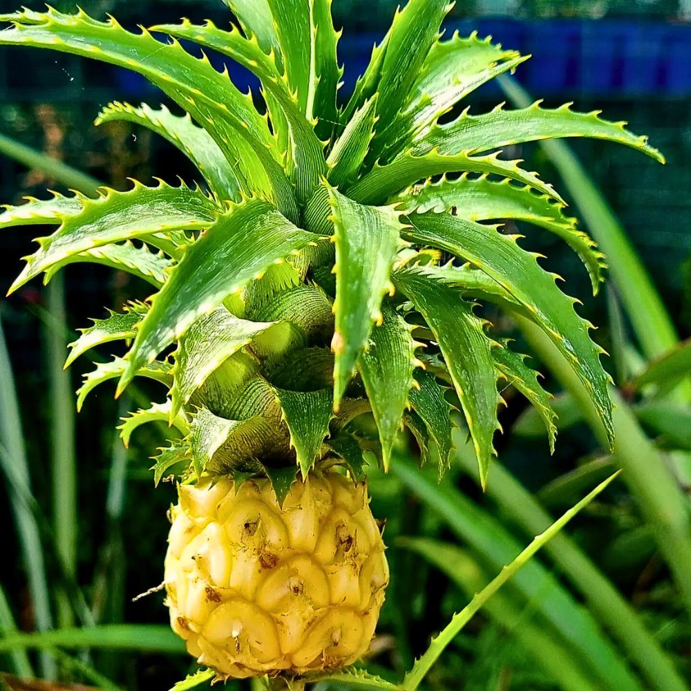 The Stunning Display of the Pineapple Plant